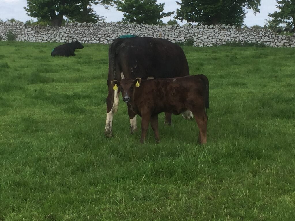 Heifer and her Limousin calf