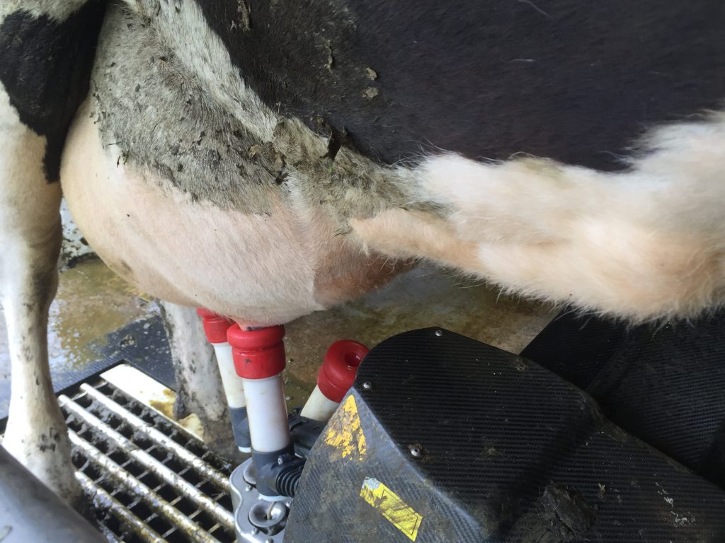 Lely Astronaut in operation