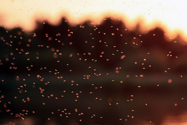 Image: Stefan Berkner (Flickr)