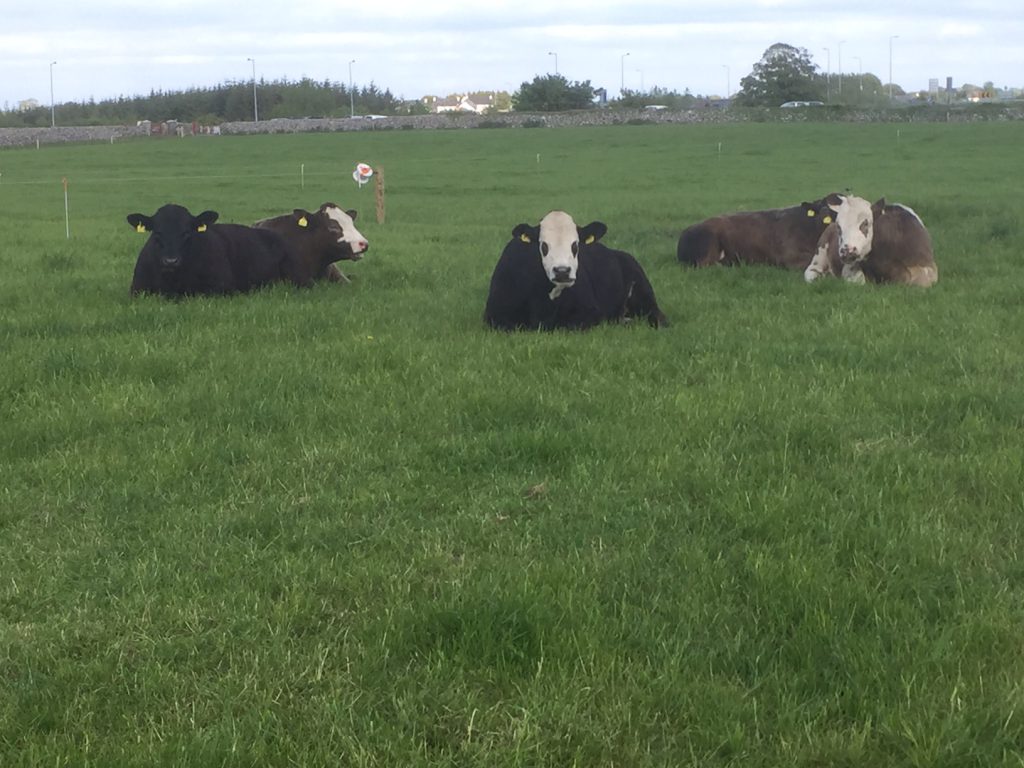 Typical Charolais and Limousin progeny from Newford’s Angus cows.