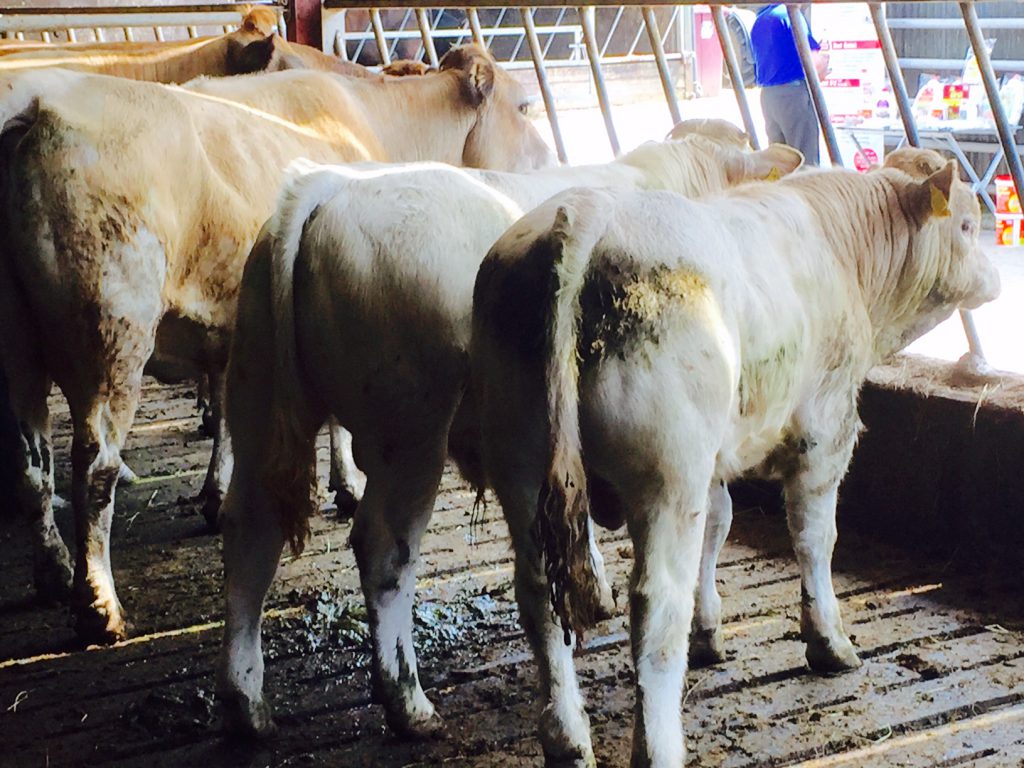 Autumn born Culard Charolais cross Aubrac bulls.