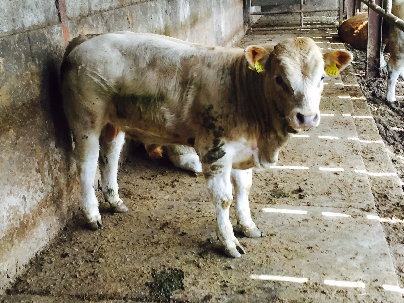 Culard Charolais cross Aubrac bull calf.