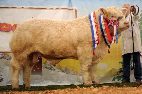 Dereskit Fernando is pictured when he was champion at 2011 Christmas Cracker show and sale.
