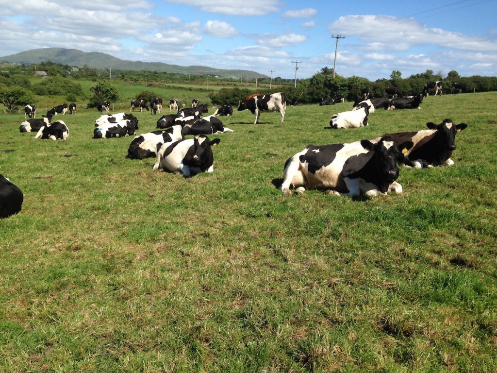 Cows on the Dunmanus farm