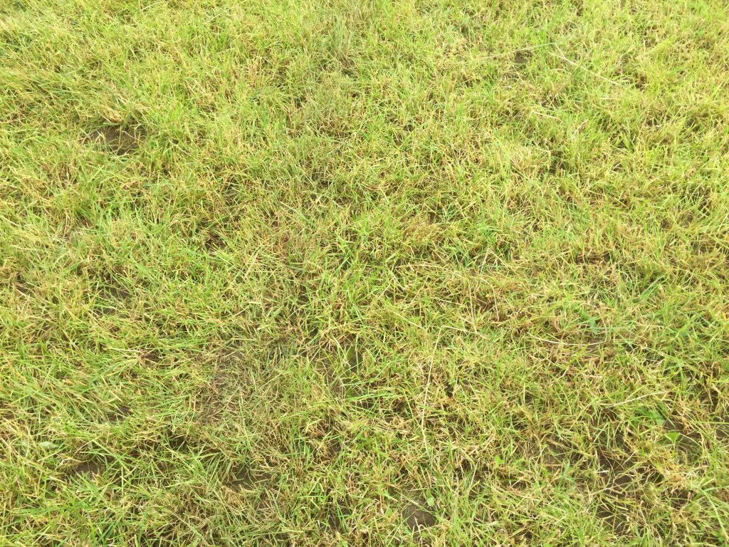 A recently grazed paddock on the farm