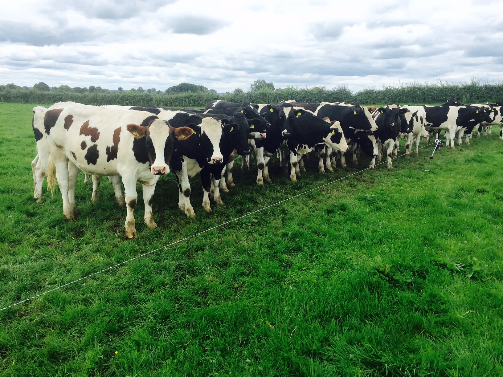 Yearlings: Average age: 16mth Average weight: 424kg ADG: 0.88kg