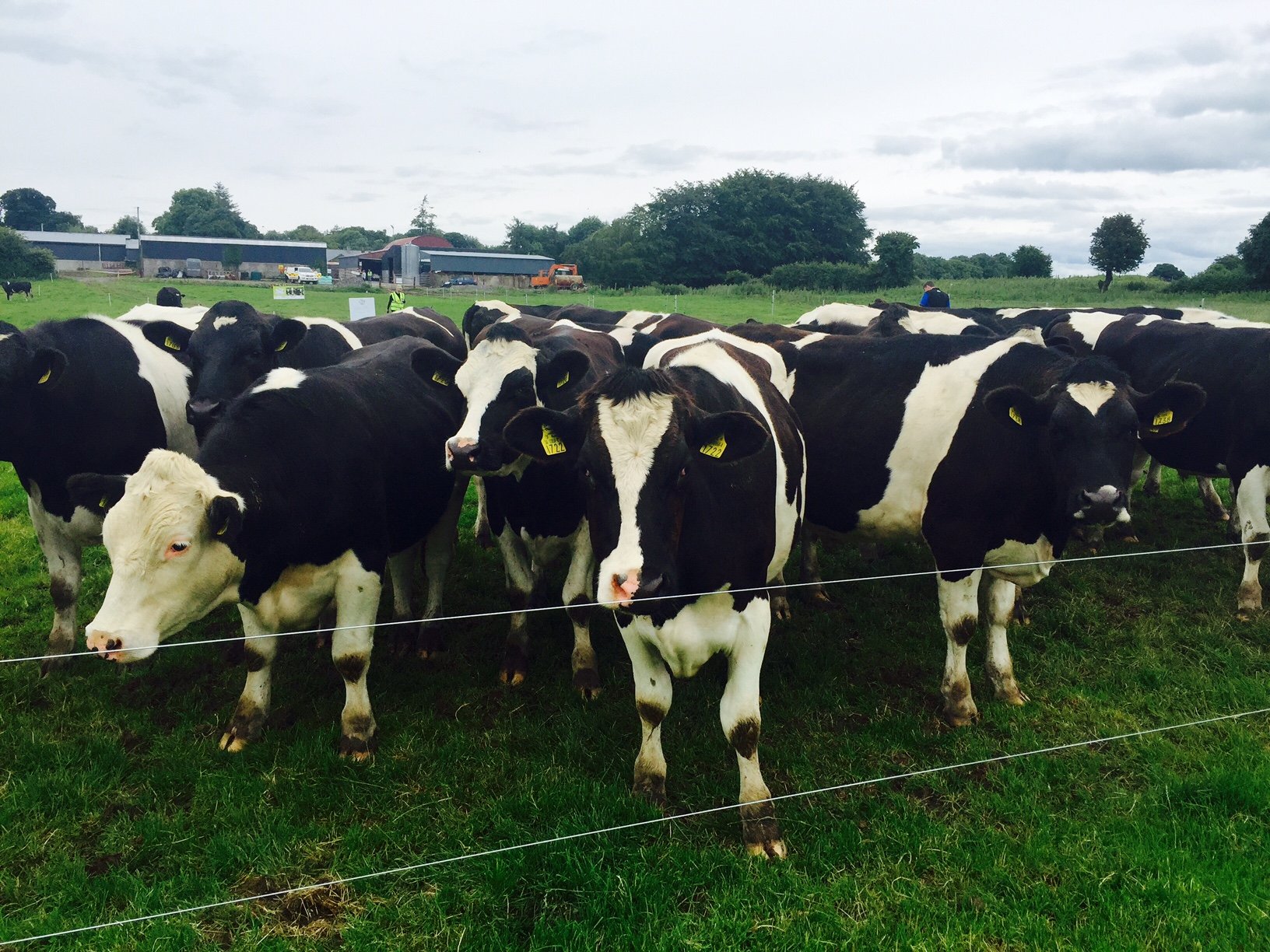 Finishing Steers: Average Weight: 590kg ADG: 0.84