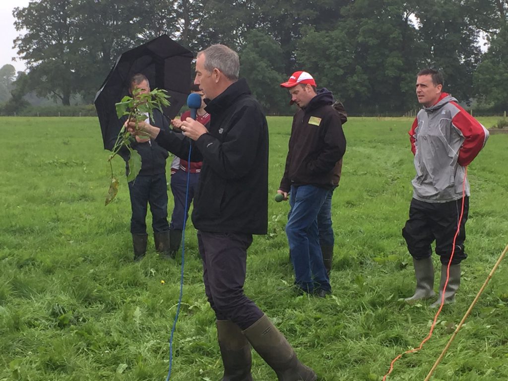 Chris Maughan showing a dock in its reproductive stage.