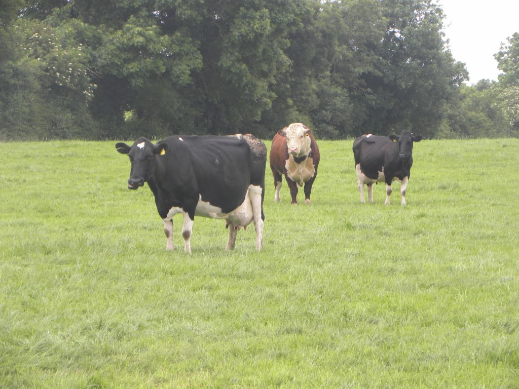 Michael Harlin’s dairy cows and Hereford stock bull