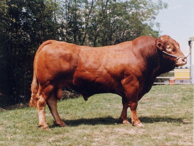 Limousin 5 star bull, ‘Hauteclair’ was born in 1992