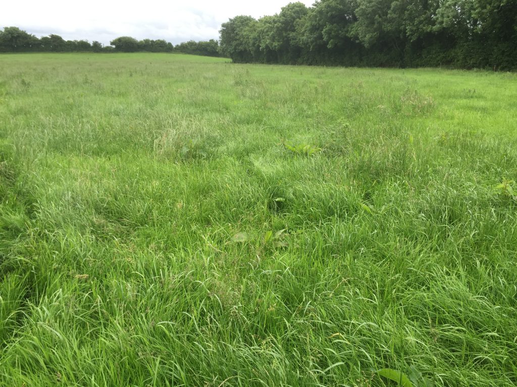 Paddock 17A had a cover of 1,700kg Dry Matter per hectare and was ear marked for silage