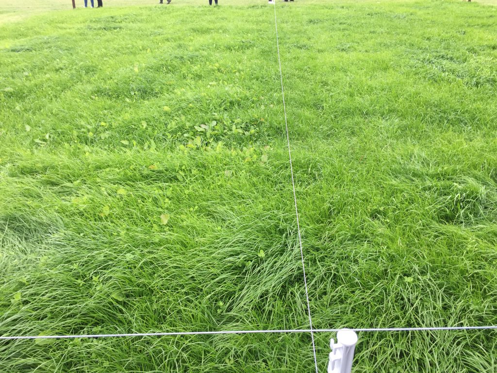 Reseed after a disc harrow, till and sow operation. The right section of the paddock has been treated with post-emergence spray