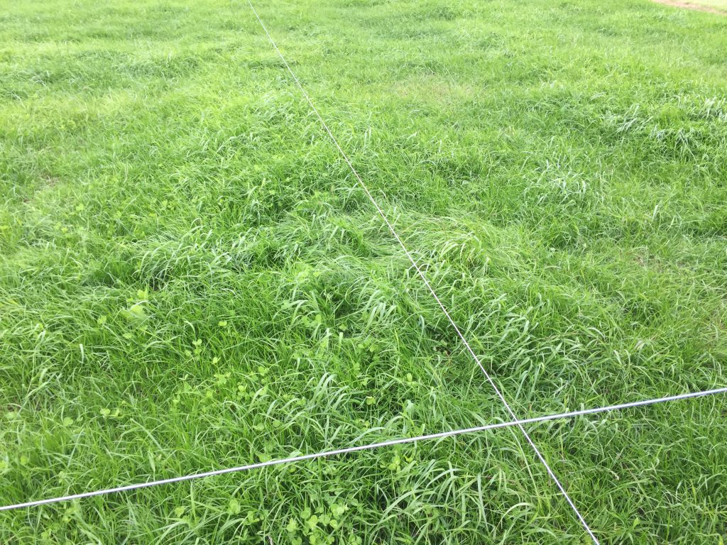 The resulting sward from Guttler reseeding operation