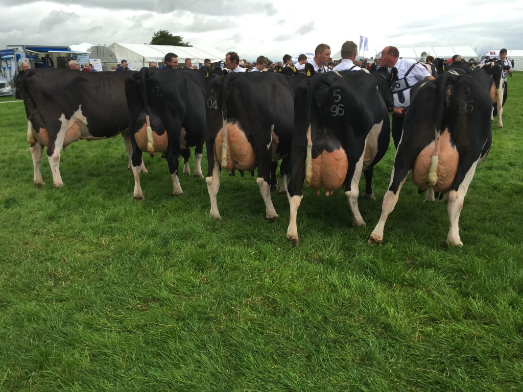 Some of Screene’s Windfield Holstein cows on show at the open day.