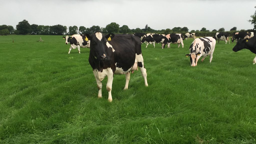 Some of the Windfield dairy cows out grazing