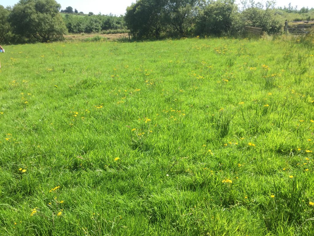 A neighbouring paddock which has yet to drained on O’Riordan’s farm showing the difference between drained and non-drained land.