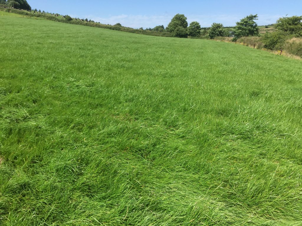 What the drained paddock looks like now.
