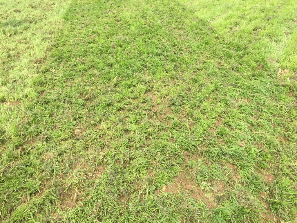 Seed bed after one pass of the Guttler