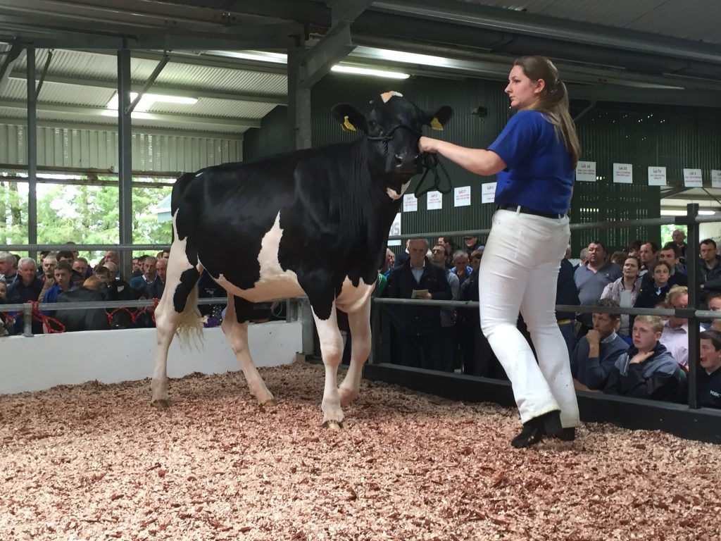 Windfield Helen 9 - €1,720