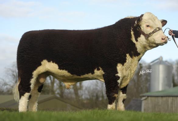 Hereford bull, ‘Handsome’, was second on the list of top beef AI bulls used on dairy herds.