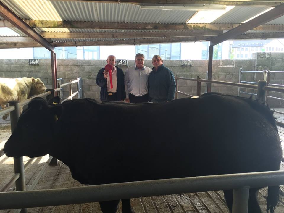 1st Best Weanling Bull- 610kgs €1500. Tommy Joe Maloney, Kiltevna, Dunmore, Co.Galway