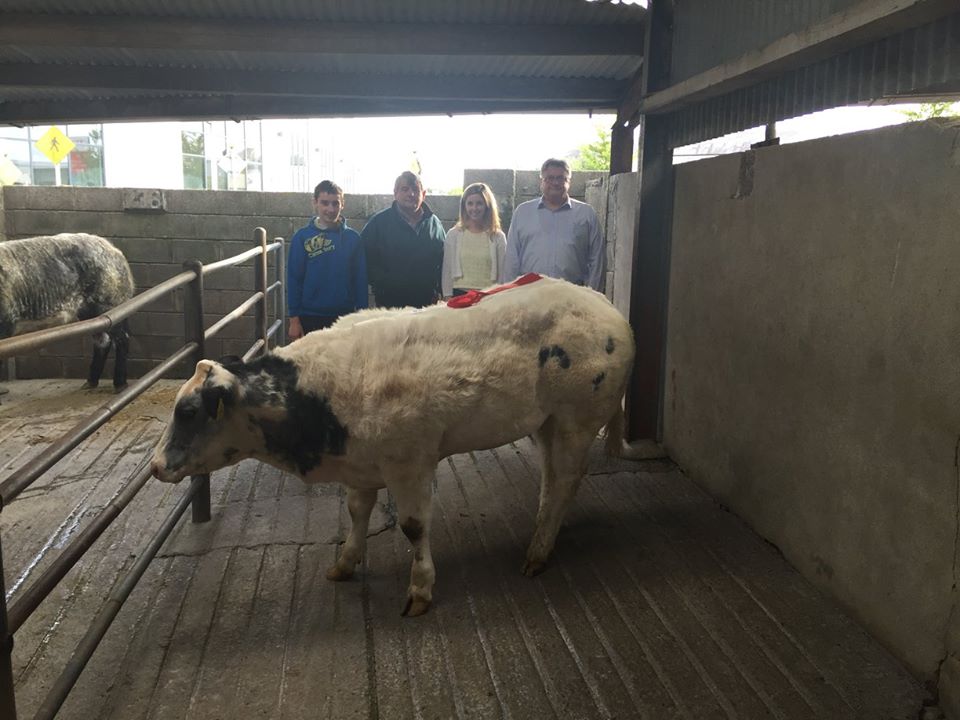 Best Weanling Heifer-365kgs €1300. Joe Davis, Carraweeney, Williamstown, Co. Galway