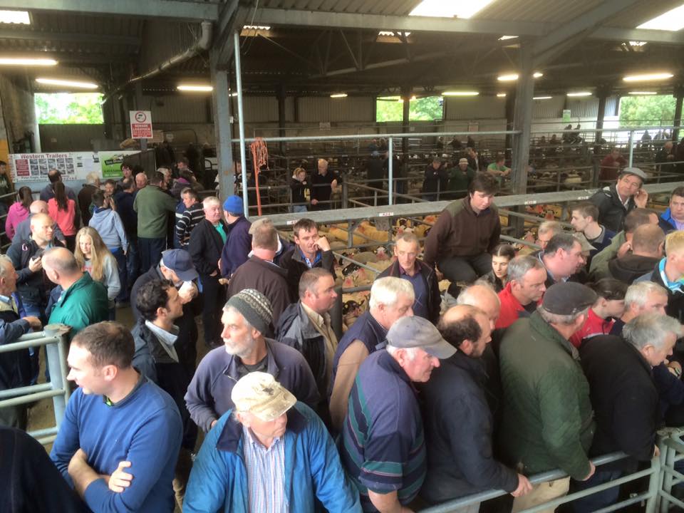 Buyers at Maam Cross Mart’s Annual Mule ewe lamb sale