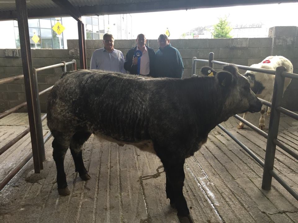 2nd Best Weanling Heifer-510kgs €1300. Tommy Joe Maloney, Kiltevna, Dunmore, Co.Galway