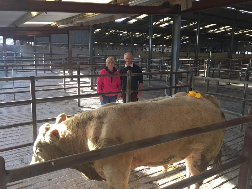 3rd Best Weanling Bull- 460kgs €1280. John Hegarty, Gortnadieve, Creggs, Co.Roscommon