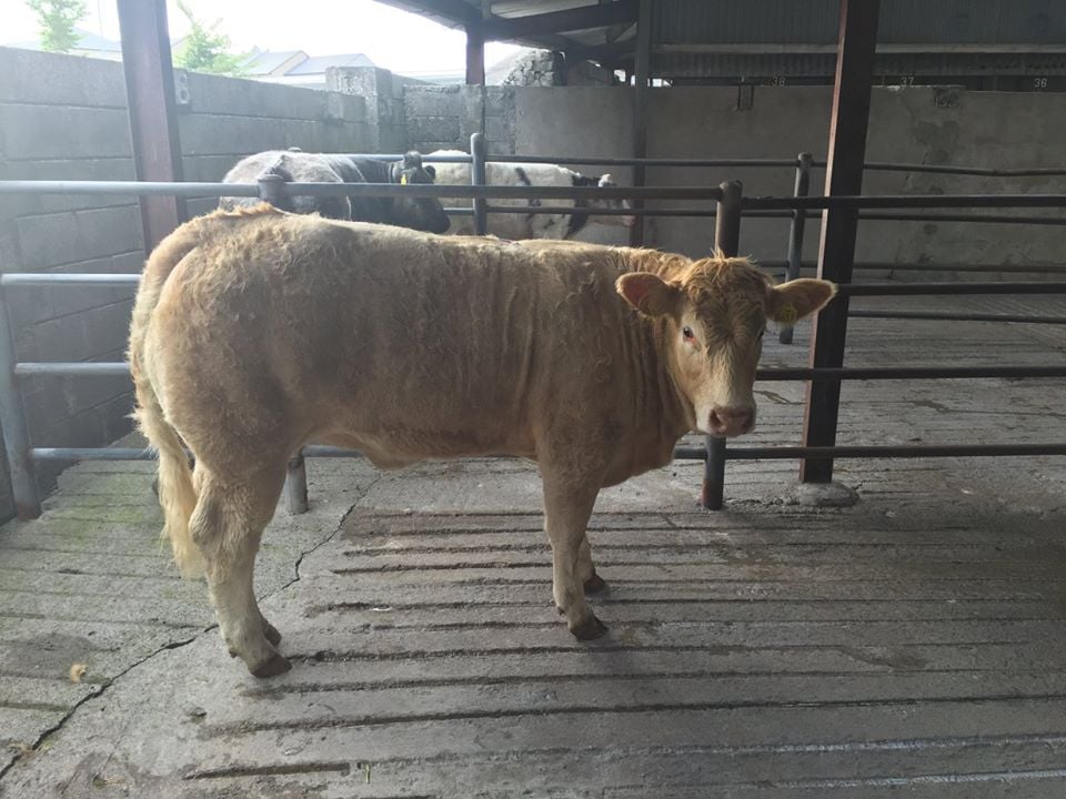 3rd Best Weanling Heifer- 450kgs €1100. Gerry Miley, Ballyglass, Knockcroghery, Roscommon