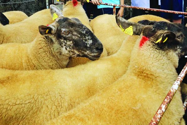 Sheep from last year’s sale.