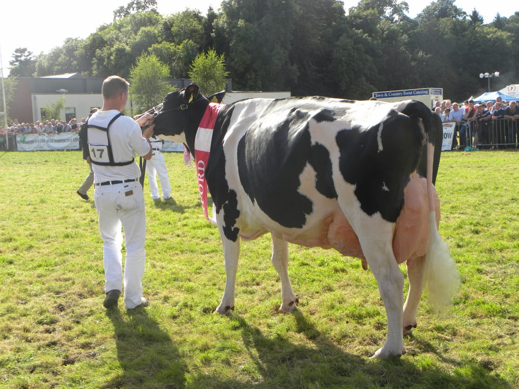 Philip Jones and his cow Hallow Advent Twizzle 3