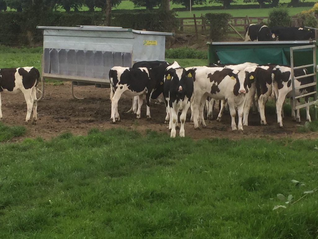 Future replacement heifers on the O’Gorman’s farm