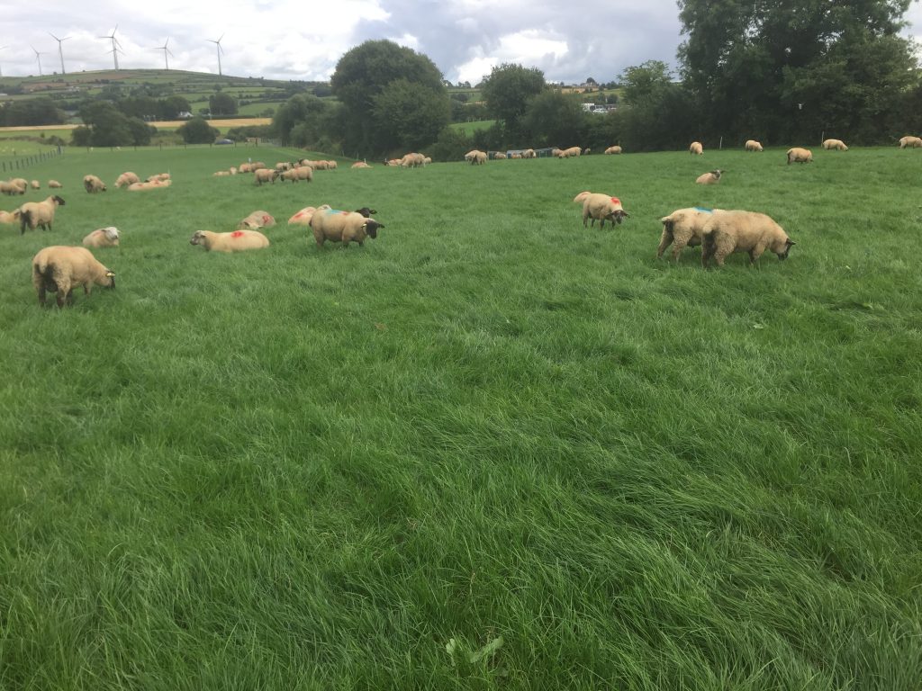Lambs grazing in a paddock system on John Doyle’s farm are gaining 200g/day