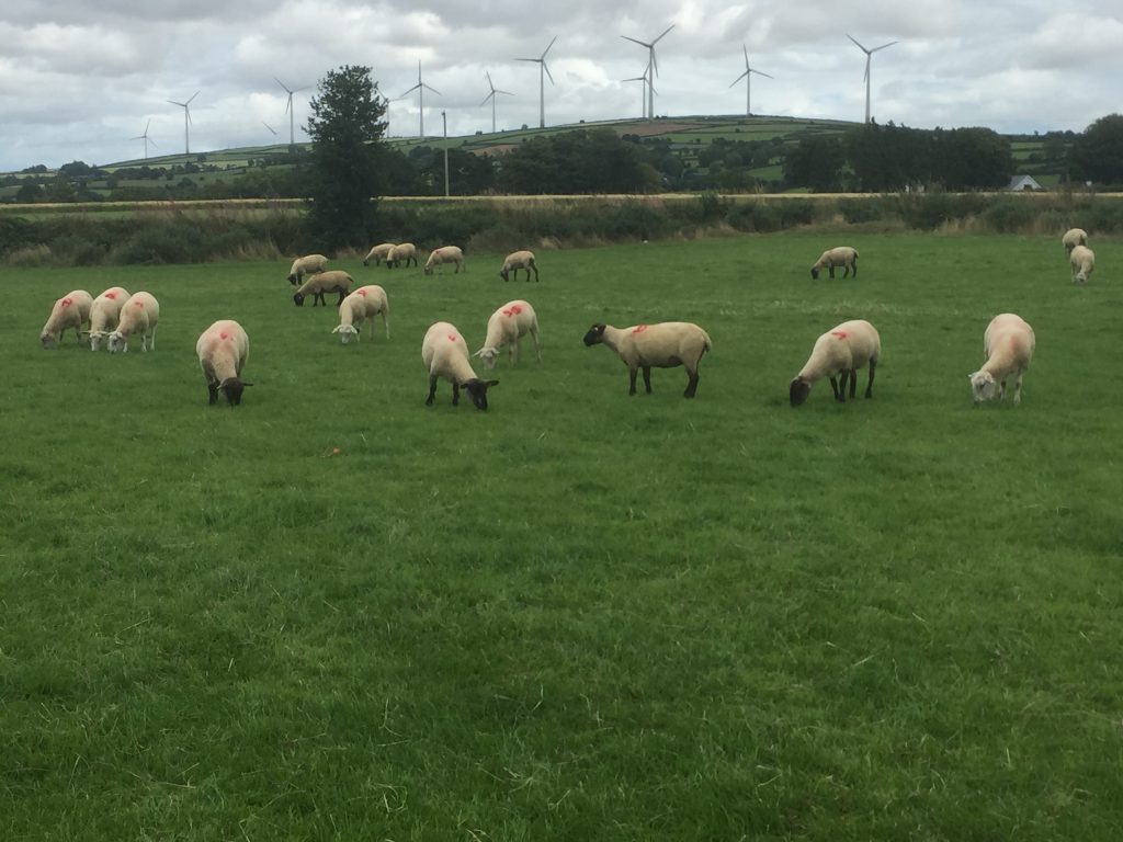 Dry ewes are used to clean out the remaining grass left on the paddocks