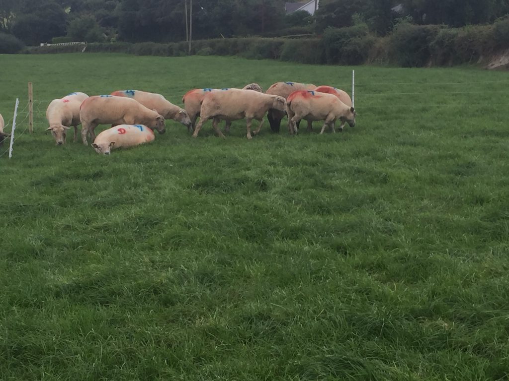 Some of the early lambing ewes on the farm