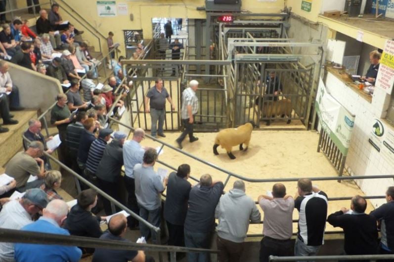 Source: Sheep Ireland