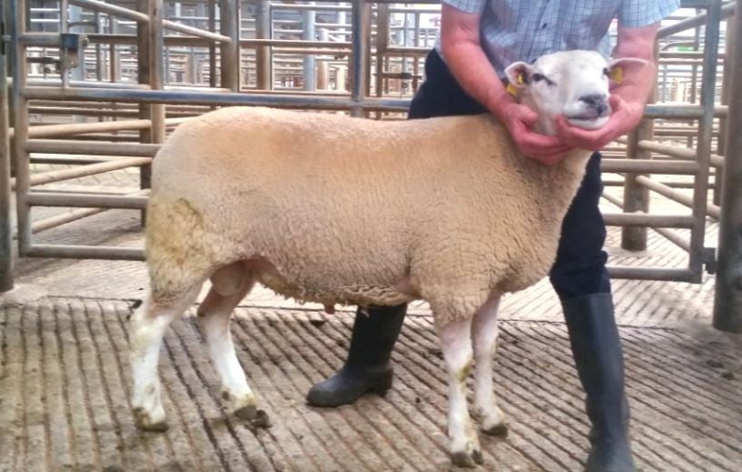 Source: Sheep Ireland