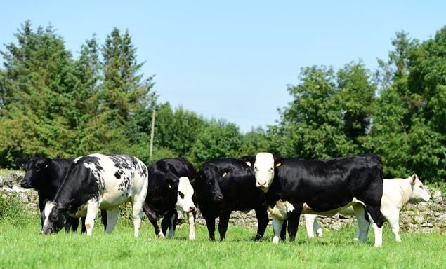 The six heifers to be auctioned off for charity