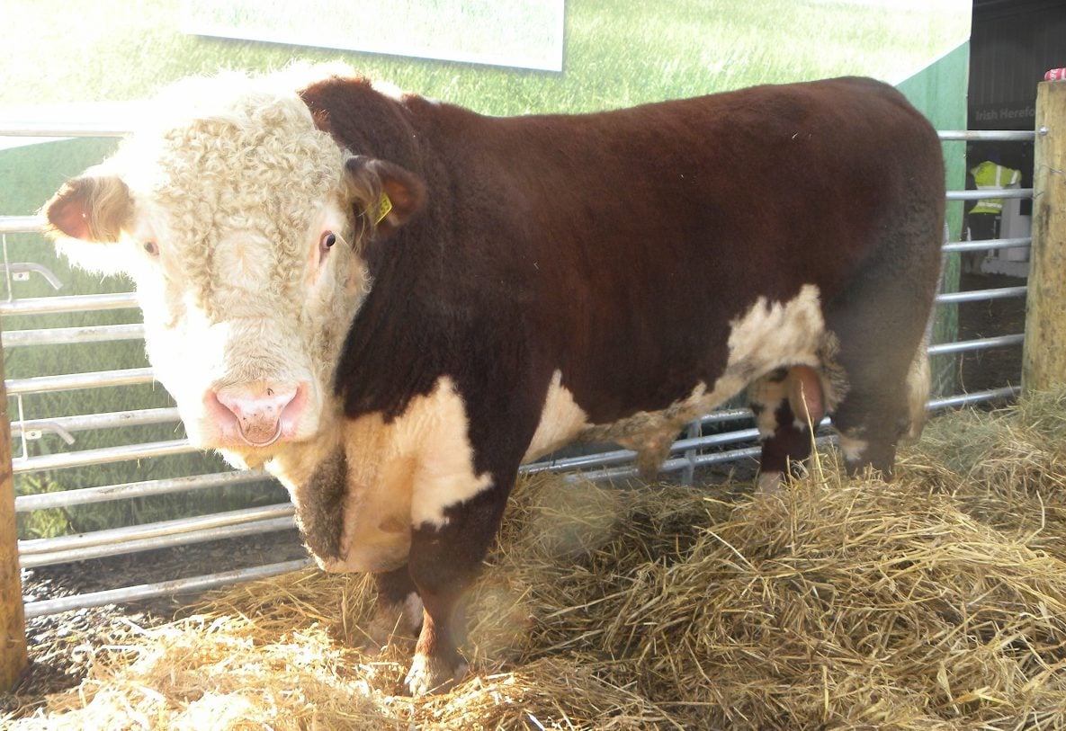 Hereford bull enjoying the early morning sunshine