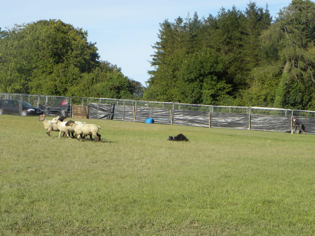Sheepdog trials at the Ploughing in Screggan, Co. Offaly.