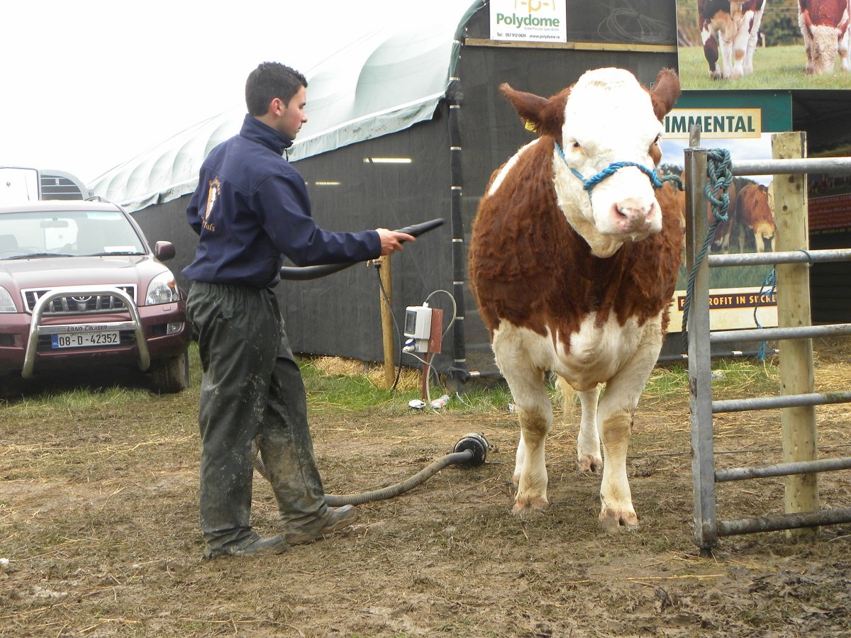 Noel Hogan getting his three-year-old Simmental cow in show condition.