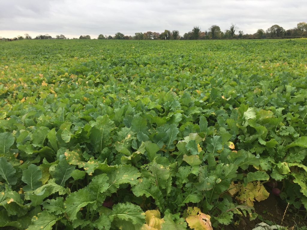 The fodder crop on Gill’s farm