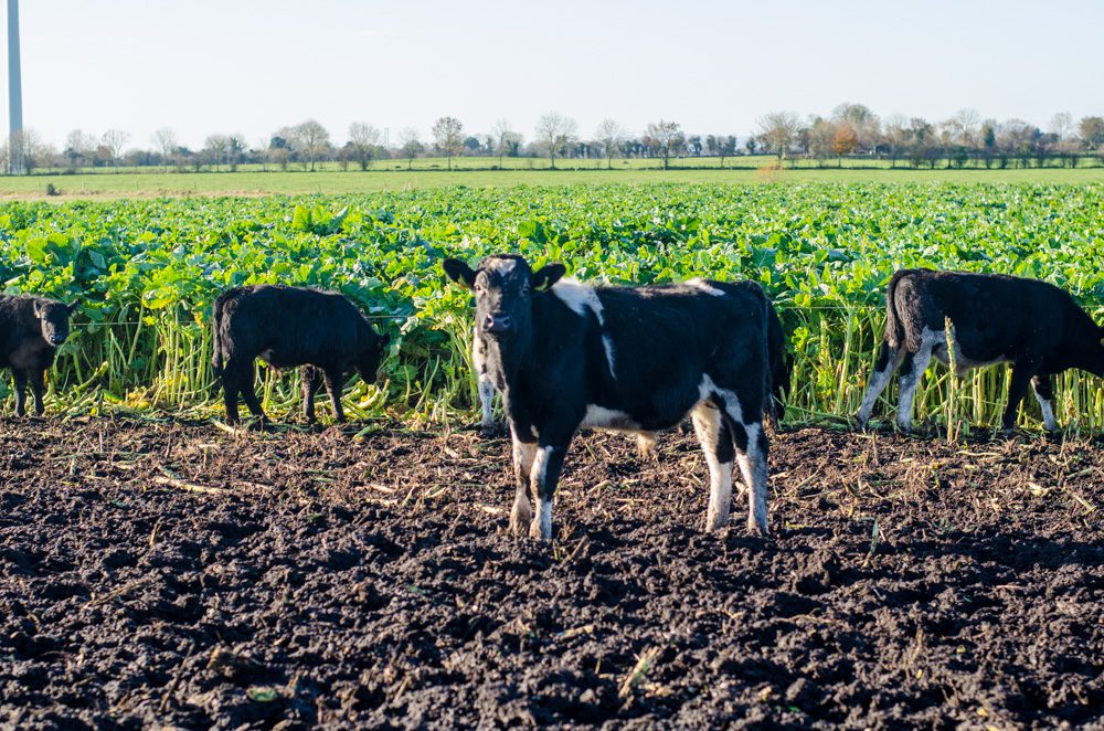 Friesian bulls grazing Kale on the Daly’s farm