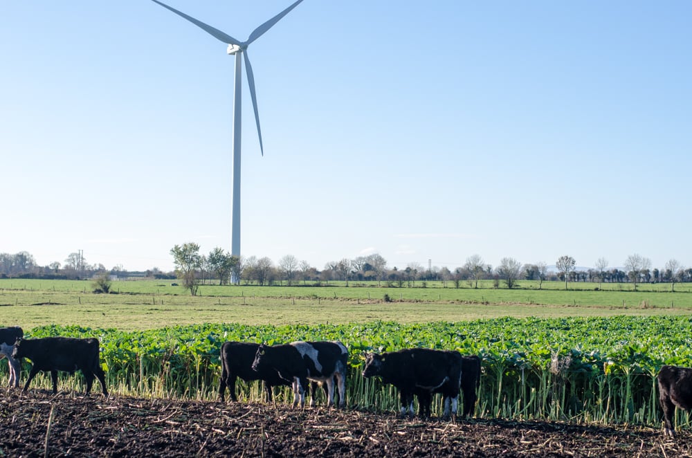 Friesian bulls grazing happily beside the Lisheen Wind Farm