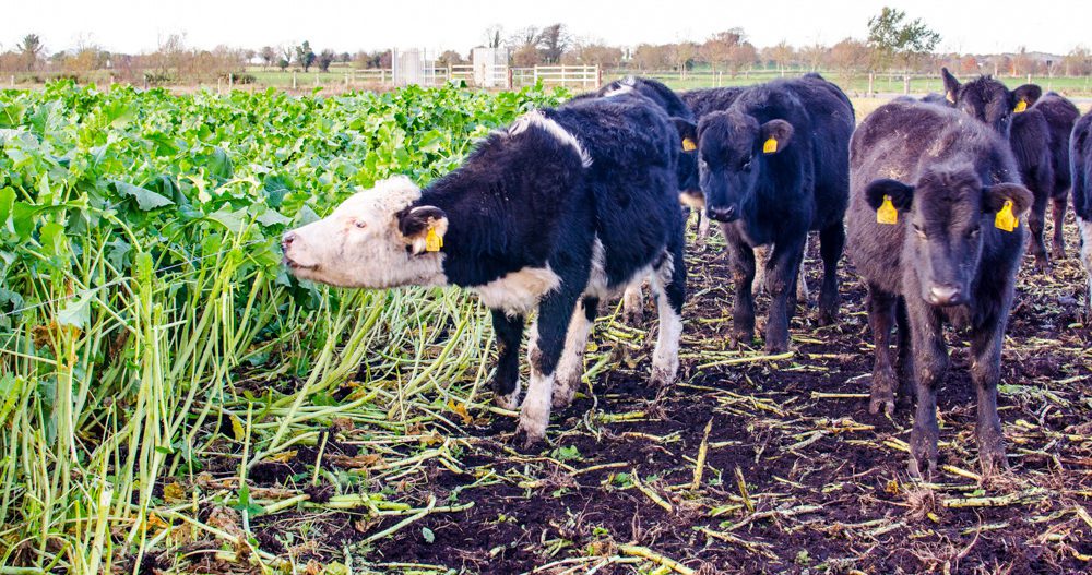 Hereford and Angus heifers grazing the Redstart