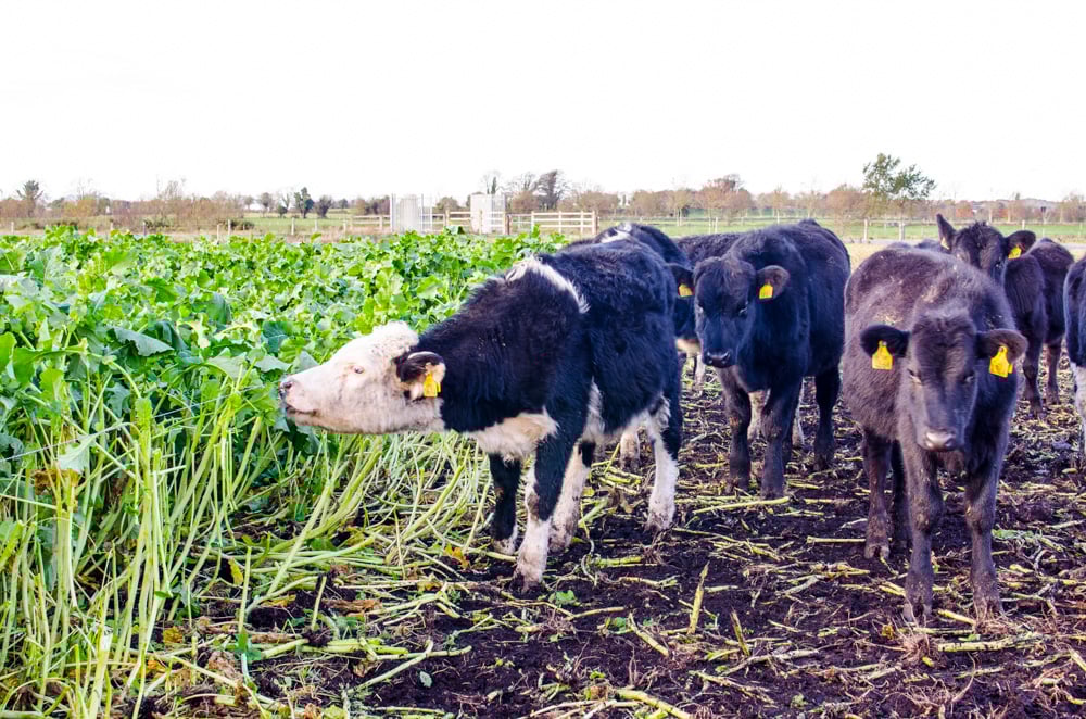 Hereford and Angus heifers grazing the Redstart