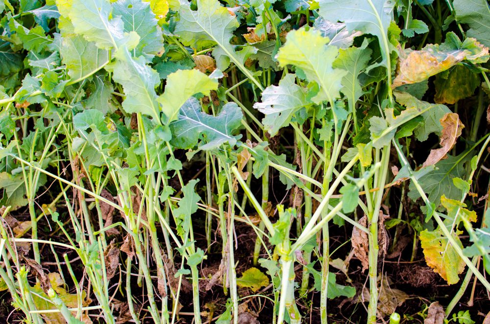 Redstart yielded 6.8t/ha this year