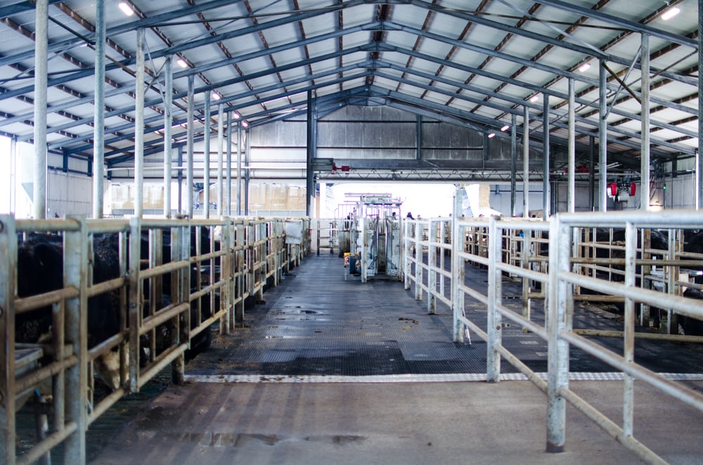 Lame or sick stock can be easily treated in the farm’s centrally located handling facility