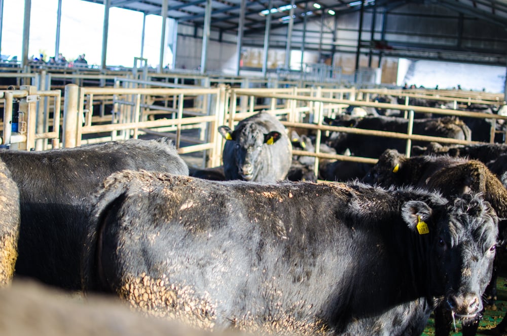 Angus heifers on Glen South Farm